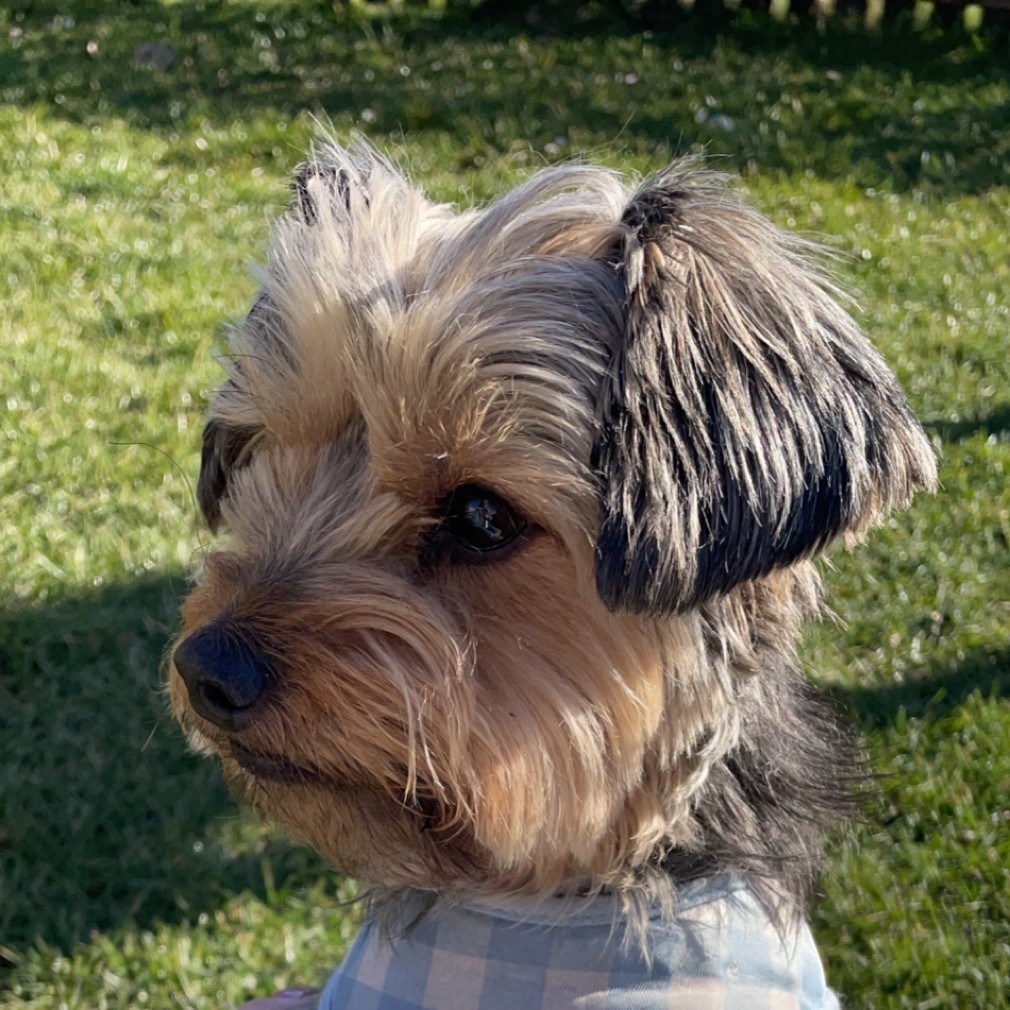 Yorkshire Terrier